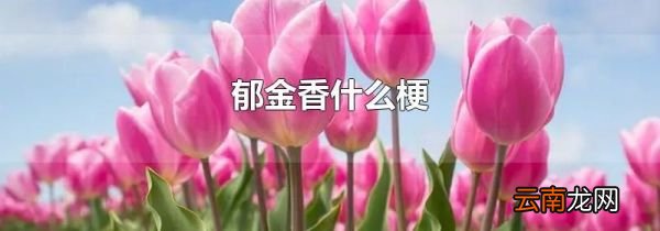 郁金香什么梗