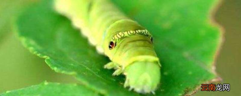 能虫是什么