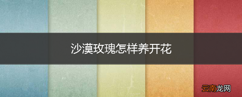 沙漠玫瑰怎样养开花