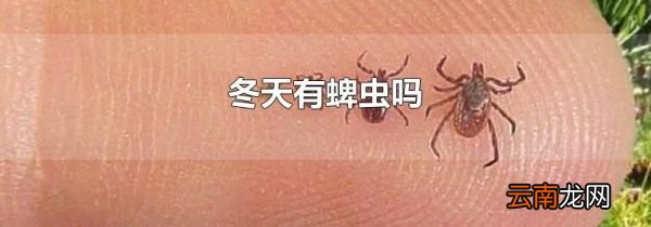 冬天有蜱虫吗