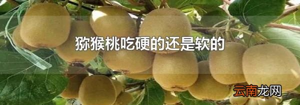 猕猴桃吃硬的还是软的