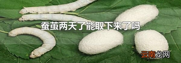 蚕茧两天了能取下来了吗