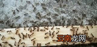 房间里有蚂蚁怎么办？卧室里有蚂蚁