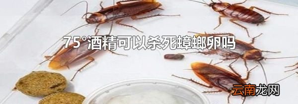 75°酒精可以杀死蟑螂卵吗
