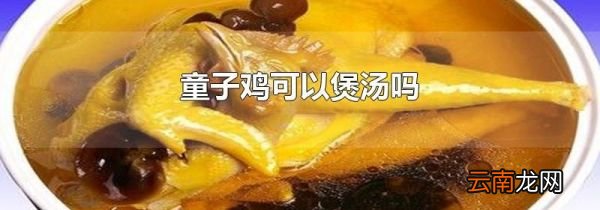 童子鸡可以煲汤吗