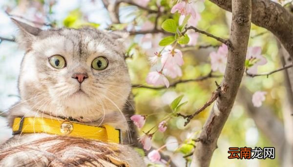 猫和狐狸的故事告诉我们什么道理 猫和狐狸的故事告诉我们的道理是什么