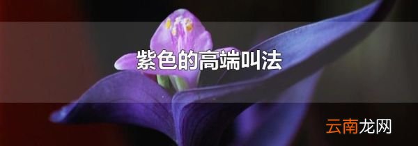 紫色的高端叫法