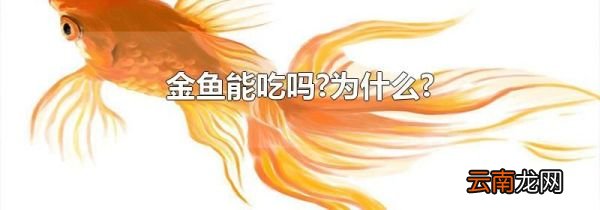 金鱼能吃吗?为什么?