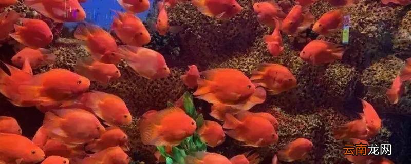 海洋中的小动物有哪些特点