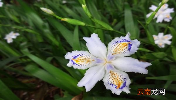 百合花象征什么 百合花象征