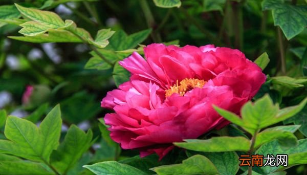 百合花象征什么 百合花象征