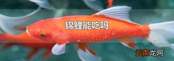 锦鲤能吃吗