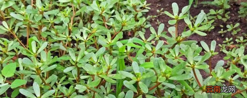 马菜长什么样子