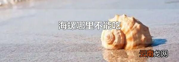 海螺哪里不能吃