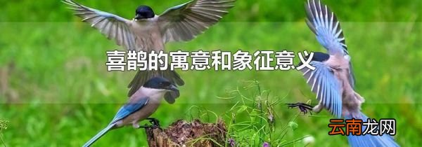 喜鹊的寓意和象征意义