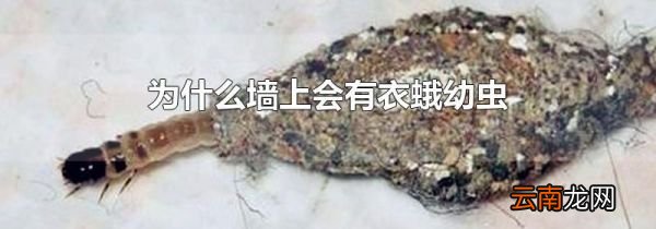 为什么墙上会有衣蛾幼虫