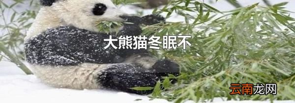 大熊猫冬眠不