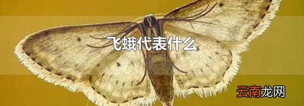 飞蛾代表什么