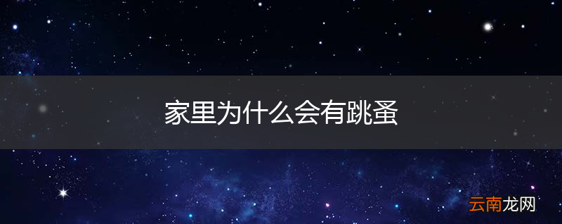 家里为什么会有跳蚤