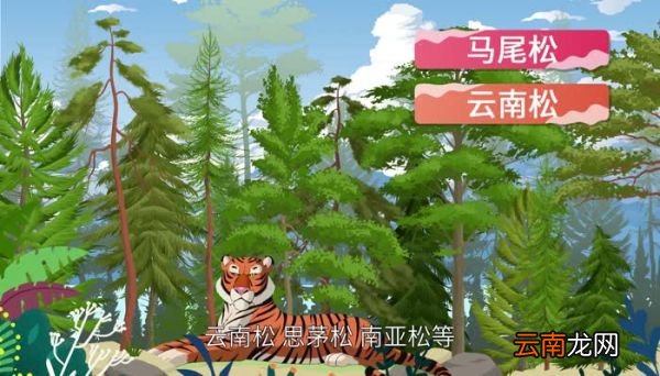 松脂的意思 松脂的意思是什么