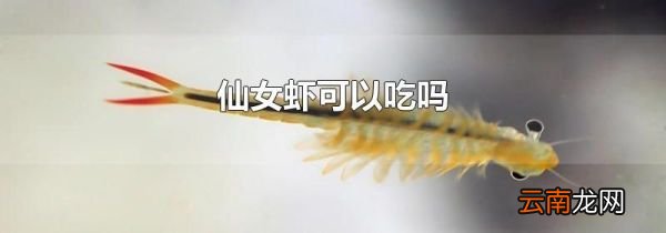 仙女虾可以吃吗