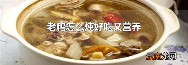 老鸭怎么炖好吃又营养