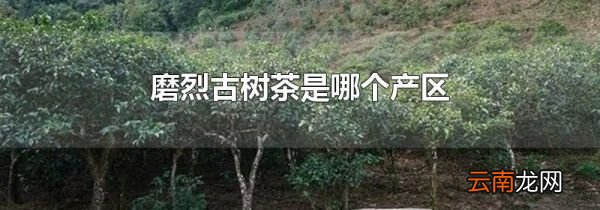磨烈古树茶是哪个产区