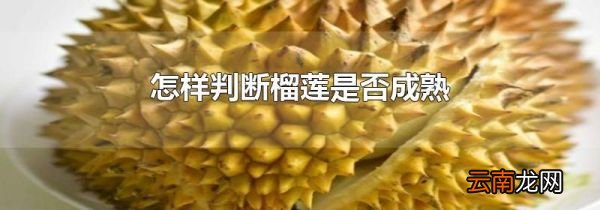 怎样判断榴莲是否成熟