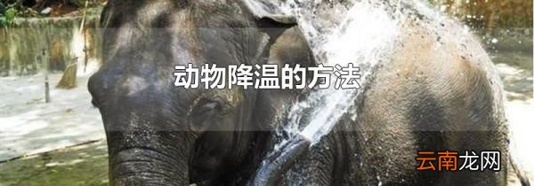 动物降温的方法