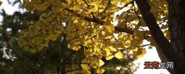 最后一片树叶明白了什么道理 最后一片树叶告诉我们什么道理
