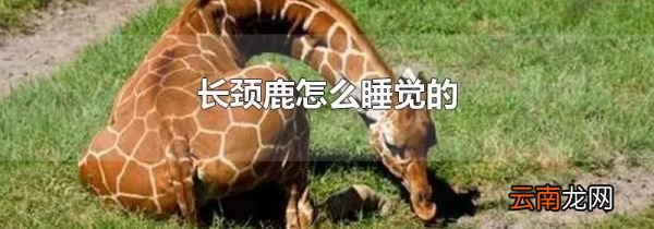 长颈鹿怎么睡觉的