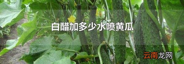 白醋加多少水喷黄瓜
