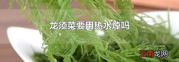 龙须菜要用热水焯吗