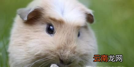荷兰猪怀孕怎么办？