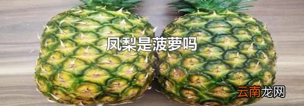 凤梨是菠萝吗