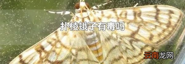 扑棱蛾子有毒吗