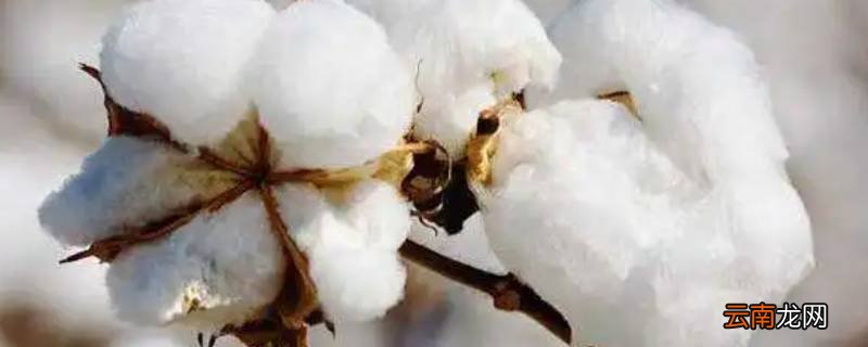 木头和棉花是属于什么材料