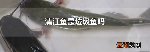 清江鱼是垃圾鱼吗