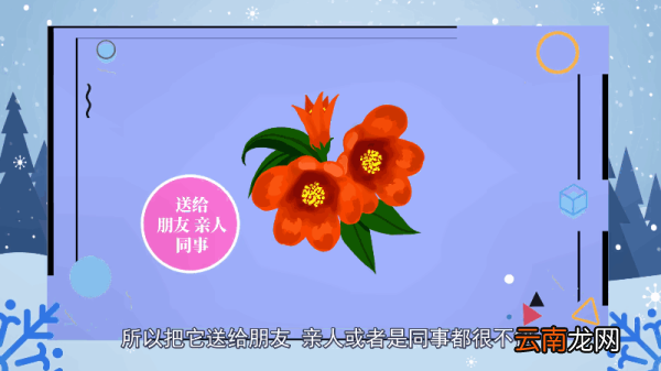 石榴花的寓意 石榴花的寓意有哪些