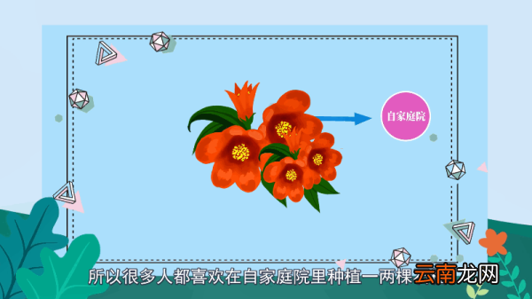 石榴花的寓意 石榴花的寓意有哪些