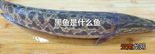 黑鱼是什么鱼