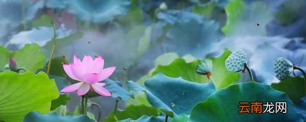 夏至节气在什么季节 夏至节气是什么时候