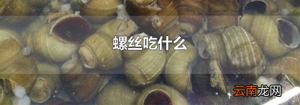 螺丝吃什么