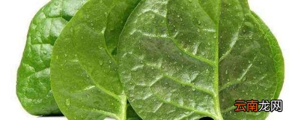 紫角叶的营养价值 紫角叶菜的功效与作用