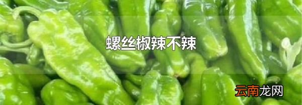 螺丝椒辣不辣