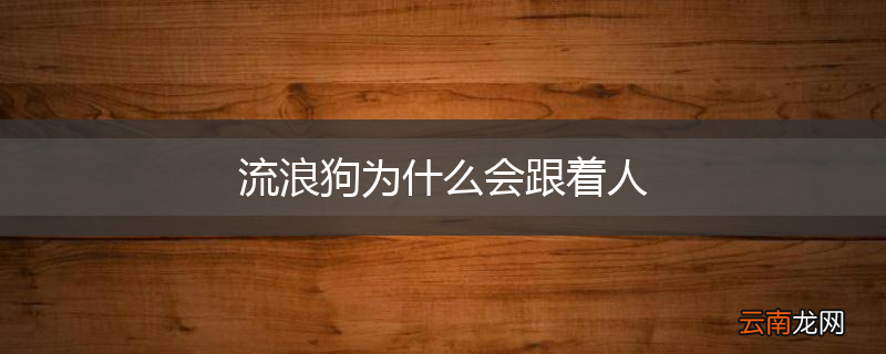 流浪狗为什么会跟着人