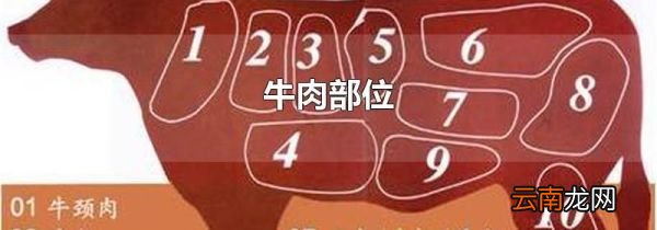 牛肉部位