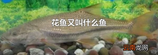 花鱼又叫什么鱼