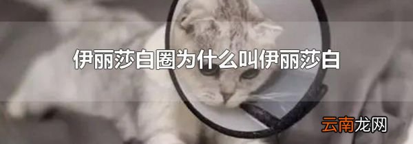 伊丽莎白圈为什么叫伊丽莎白