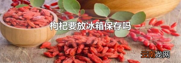 枸杞要放冰箱保存吗